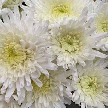 Spray Mum Bunches