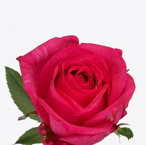 BC Grown Premium Rose Stems